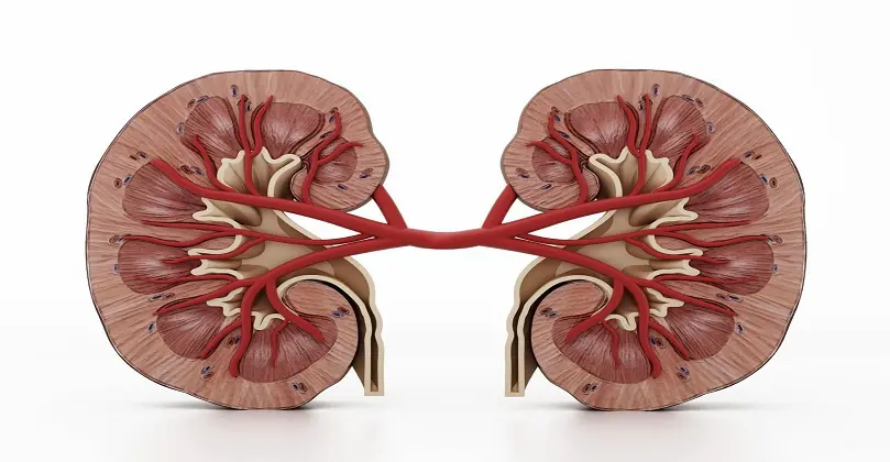 Doing a Natural Kidney Cleanse at Home