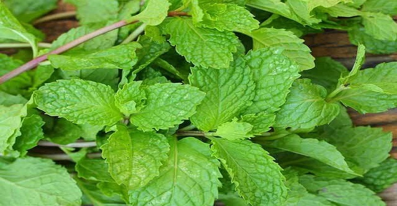Pudina(Mint) For Weight Loss: How To Eat Mint (Pudina) Leaves To Cut Belly Fat