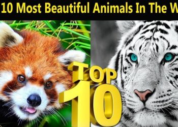10 Most Beautiful Animals in the World