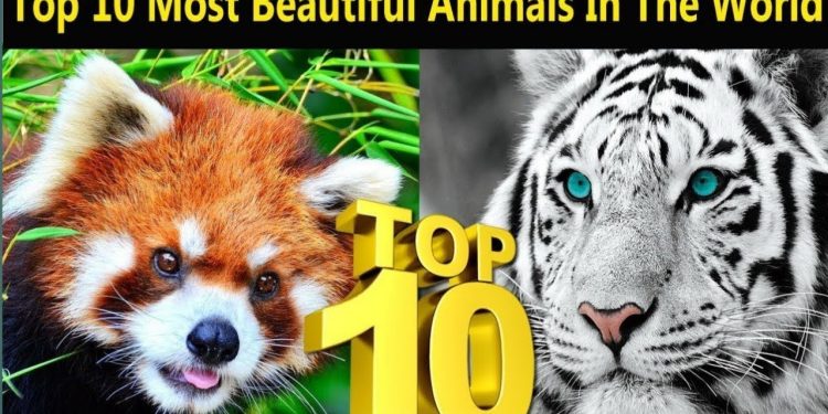 10 Most Beautiful Animals in the World