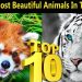 10 Most Beautiful Animals in the World