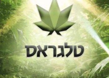 The need for weed: an interview with Telegrass’ very own Amos Silver